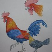 Mi Proyecto: gallo salvaje. Ilustração naturalista projeto de Daniel - 25.03.2021