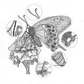 Ilustración científica Papilio polyxenes,. Un projet de Illustration naturaliste de Cinthia S. M.Tapia - 26.03.2021