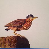Baby Heron. Watercolor Painting project by Laura Becker - 11.26.2017