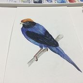 Meu projeto do curso: Ilustração naturalista de aves com aquarela. Traditional illustration project by Priscila Zavadil - 03.28.2021