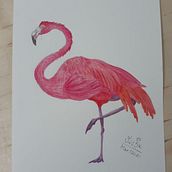 Meu projeto do curso: Ilustração naturalista de aves com aquarela. Ilustração naturalista projeto de Victória Cristina Silva Rabello - 01.04.2021