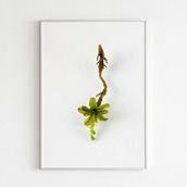 Musgario. Photographic Composition, Photograph, and Digital Photograph project by Javiera Videla - 07.30.2019