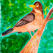 Sabiá. Watercolor Painting project by Carla Susana Ribeiro - 04.01.2021
