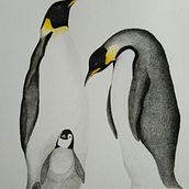 Mi Proyecto del curso: Ilustración naturalista de aves con acuarela (Pingüino Emperador). Pintura em aquarela projeto de constfuentesc - 01.04.2021
