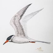 My project in Naturalist Bird Illustration with Watercolors course . % Bill Shannon tarafından hazırlanan Sanatsal Çizim projesi - 04.02.2021