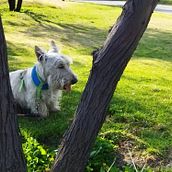 Mi Proyecto del curso: Fotografía lifestyle de perros.. Photograph, Portrait Photograph, Lifest, le Photograph, Instagram Photograph, Documentar, and Photograph project by Víctor Manuel Espejel de Gante - 04.02.2021