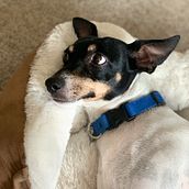 @watsonypunky: Proyecto de Fotografía lifestyle de perros. Een project van Lifest y le fotografie van Meli BelVil - 04.04.2021