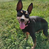 Mi Proyecto del curso: Fotografía lifestyle de perros @paraminipinschers. Un projet de Photographie lifest , et le de Manoli Sanchez Martin - 04.04.2021