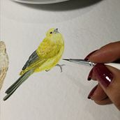 Vida a color tomando vuelo. Un proyecto de Pintura a la acuarela de Marcela Torres - 05.04.2021