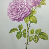 Mi Proyecto del curso: Cuaderno botánico en acuarela. Un proyecto de Ilustración tradicional, Pintura a la acuarela, Ilustración botánica y Sketchbook de Erick Olivares - 01.04.2020
