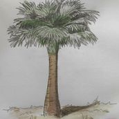 DOM_palmera_australiana. Un progetto di Illustrazione tradizionale di DOMCHOC - 05.04.2021