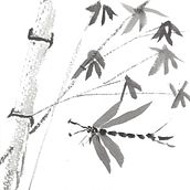 Sumi-e. Ink Illustration project by Mark Swarthout - 05.05.2019