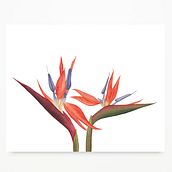 Papelería Botánica. Botanical Illustration, Naturalistic Illustration, and Watercolor Painting project by Javiera Videla - 01.05.2020