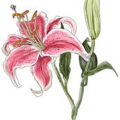 My project in Botanical Sketchbooking: A Meditative Approach course. Digital Illustration project by Paula Montgomery - 04.06.2021