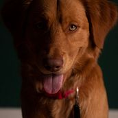 Brodie. Photograph project by Luis Miguel Rosa - 04.07.2021
