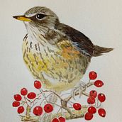 My project in Naturalist Bird Illustration with Watercolors course Ein Projekt aus dem Bereich Erweiterungsentwicklung von kingmadeline74 - 07.04.2021