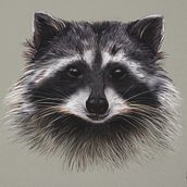 ILUSTRACIÓN  NATURALISTA  DE ANIMALES “MAPACHE”. Un proyecto de Ilustración digital de David Mundo - 28.03.2021