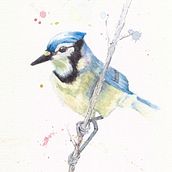 Blue Jay. Watercolor Painting project by darrenkheng87 - 04.08.2021