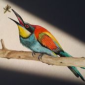 Neues Projekt: Bienenfresser. Watercolor Painting project by Scarlett Gnad - 04.08.2021