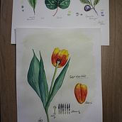 My project in Botanical Illustration with Watercolors course. Botanical Illustration project by Peter Downey - 04.09.2021