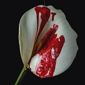 FRAGILIDAD Y FUERZA.. Art Direction, and Fine-Art Photograph project by Renata Vomend - 08.31.2020