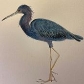 Garza Azul . Un progetto di Illustrazione tradizionale, Pittura ad acquerello, Disegno realistico e Illustrazione naturalistica di Viviana Pulgar Urquiaga - 29.06.2021