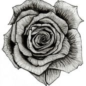 Rosa. Drawing, Pencil Drawing, Realistic Drawing, and Design project by Viviane Morais - 04.11.2021