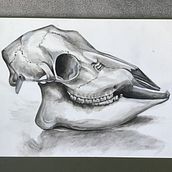 ‘Skull’. Gouache Painting project by Sarah Louise - 04.11.2021