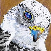 Aves en lápices de colores. Drawing, Pencil Drawing, Artistic Drawing, Realistic Drawing, and Traditional illustration project by Elizabeth Coloma Santibañez - 04.11.2021