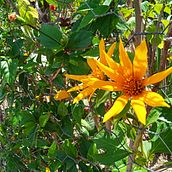 Toma de Fotografías desde mi celular Ein Projekt aus dem Bereich Fotografie von Hefzi Yvmb - 11.04.2021