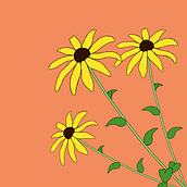 Black-eyed susan. Un progetto di Animazione 2D di Anthony - 11.04.2021