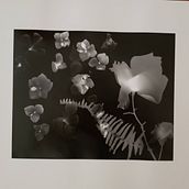 Entre flores . Film Photograph project by Camila Alexandra Aguayo Bellido - 10.10.2020
