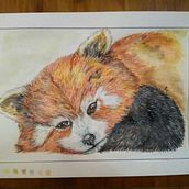 Mi Proyecto "Panda Rojo" : acuarela, grafito y rotulador. Traditional illustration, and Watercolor Painting project by Anabella D'Angelo - 04.12.2021