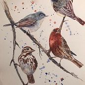 My Backyard Birds . Watercolor Painting project by mgnbrown - 04.14.2021