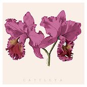 Botanicæ - Orchidacee. Desenho digital, Ilustração tradicional, Ilustração botânica e Ilustração naturalista projeto de Domigo Montedoro - 01.03.2021