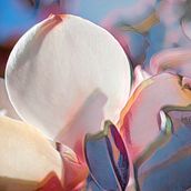 Magnolia . Fine-Art Photograph, and Photographic Composition project by Jyl Blackwell - 04.15.2021