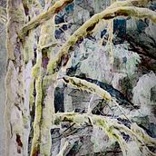 Forest for the Trees. Fine-Art Photograph, and Photographic Composition project by Jyl Blackwell - 04.15.2021