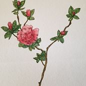 My project in Botanical Watercolor Sketchbook course. Un progetto di Pittura ad acquerello di Alyce - 16.04.2021