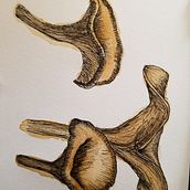 Mushroom Study. Un progetto di Pittura ad acquerello di Alyce - 16.04.2021