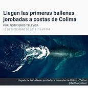BALLENAS JOROBADAS DRONE. Un projet de Cinéma, Cinéma, vidéo et télévision , et Photographie documentaire de Jorge Sánchez - 16.04.2021