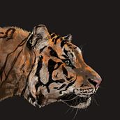 Fauna salvaje, Tigre de bengala   Ein Projekt aus dem Bereich Digitale Zeichnung von Randall Barquero Solera - 16.04.2021