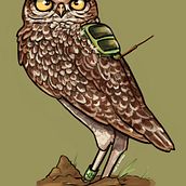 Owl. Naturalistic Illustration project by Alena Lem - 04.17.2021