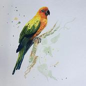 Sun Conure by Ray. Watercolor Painting project by conser_ray - 04.17.2021