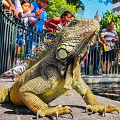 Turismo en la ciudad - Iguana de Guayaquil. Outdoor Photograph project by Víctor Macías Pincay - 04.17.2021