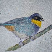 Mi Proyecto del curso: Acuarela artística para ilustración de aves. Watercolor Painting project by gabynavarro_cba - 04.17.2021