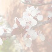 Meu projeto do curso: Escrita criativa para iniciantes: dê vida à sua história . % Veríssimo Ribeiro tarafından hazırlanan Yazma projesi - 05.08.2021