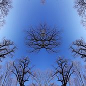 Trees. Photographic Composition project by Markéta Kunešová - 04.18.2021