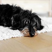 My project in Lifestyle Dog Photography course. Un progetto di Fotografia lifest e le di Stephanie Limpens - 23.04.2021