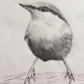 tonal value Bird. Watercolor Painting project by Heather Riding - 04.19.2021