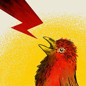 Poster Ràdio Pinsania. Traditional illustration, Ink Illustration, and Naturalistic Illustration project by Lluis Ràfols - 04.20.2021